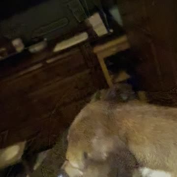 LayLa rescue needs help with ear