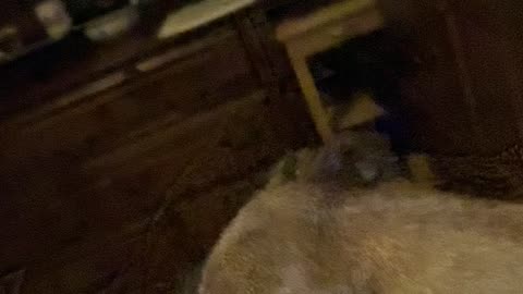 LayLa rescue needs help with ear