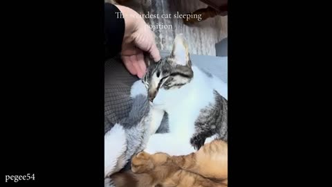 Cute cats