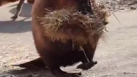 💪 This Animal's Got Moves! Hauls Everything in One Trip | FunFM