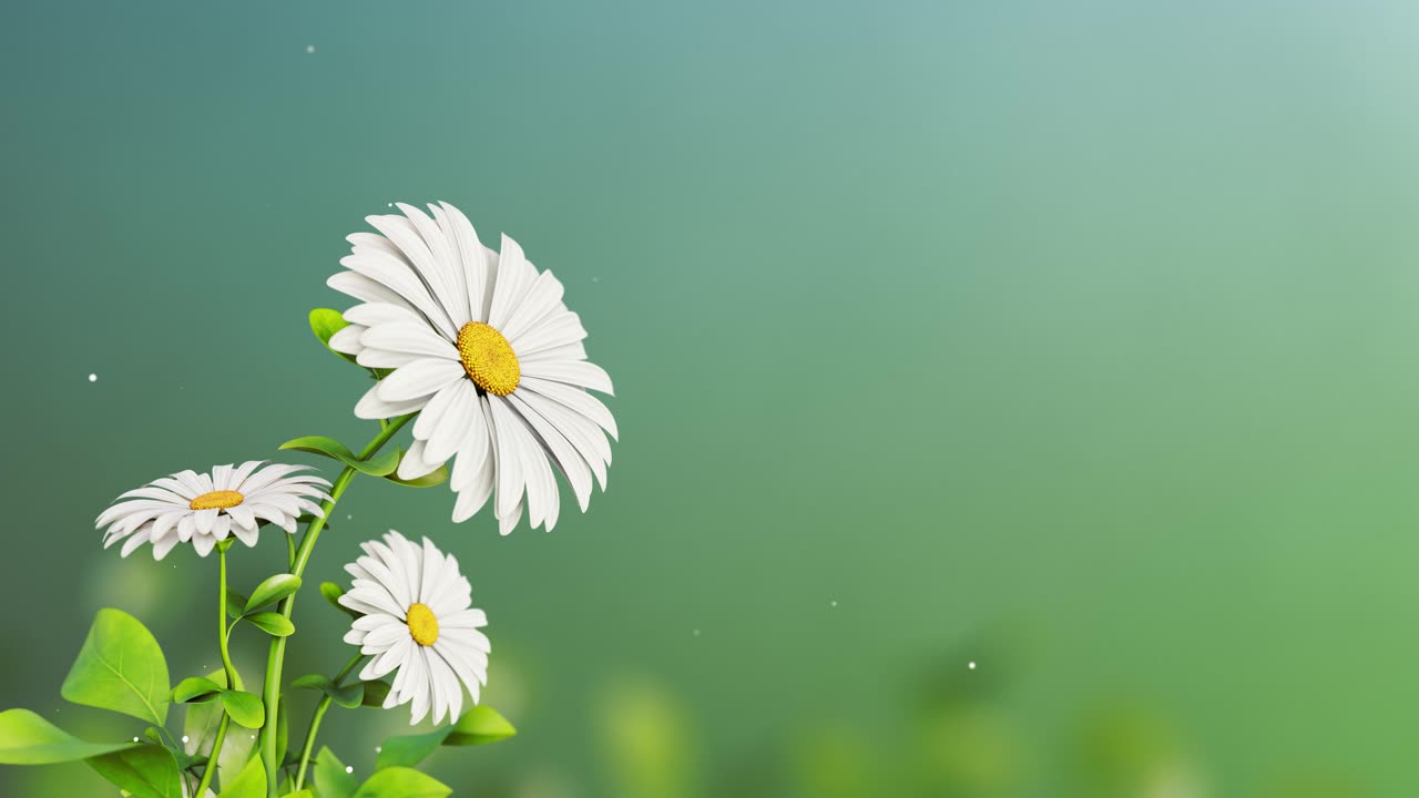 flower animation for wedding invitation background