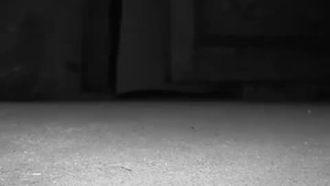 Incredible: Something ATTACKS Shane! | The Holzer Files | Travel Channel
