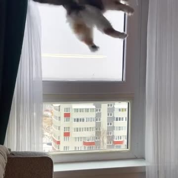 The fringe benefit of installing a bird feeder