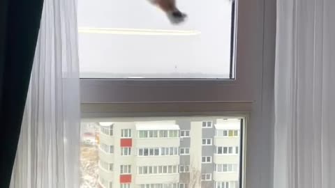 The fringe benefit of installing a bird feeder