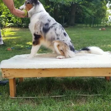 Cable it's all in the game of Fetch short 5