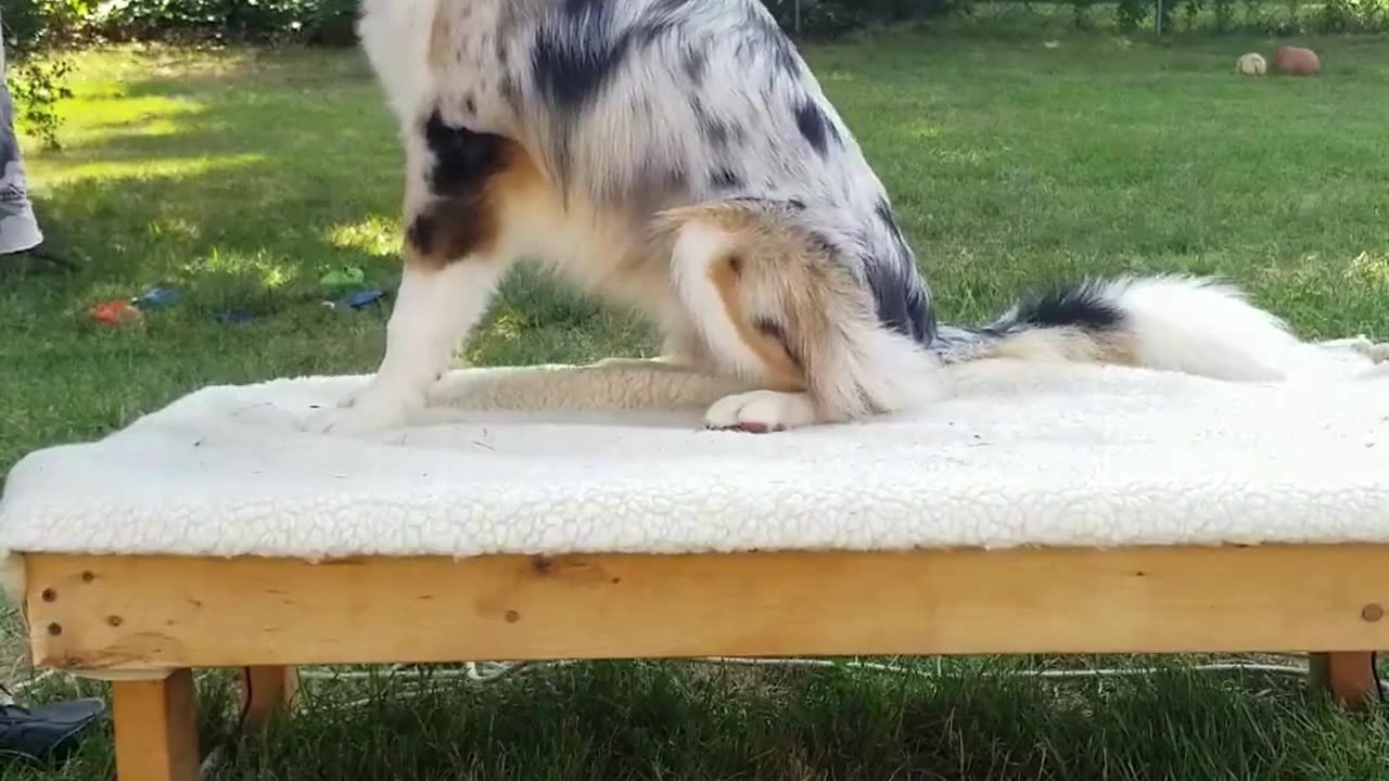 Cable it's all in the game of Fetch short 5