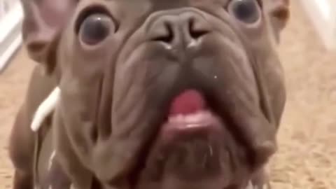 Funny Animal Shorts / Reels Video Bundles(Link in description)