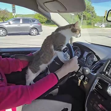 Cat Takes the Wheel! 🚗😹 | Epic Driving Fail!