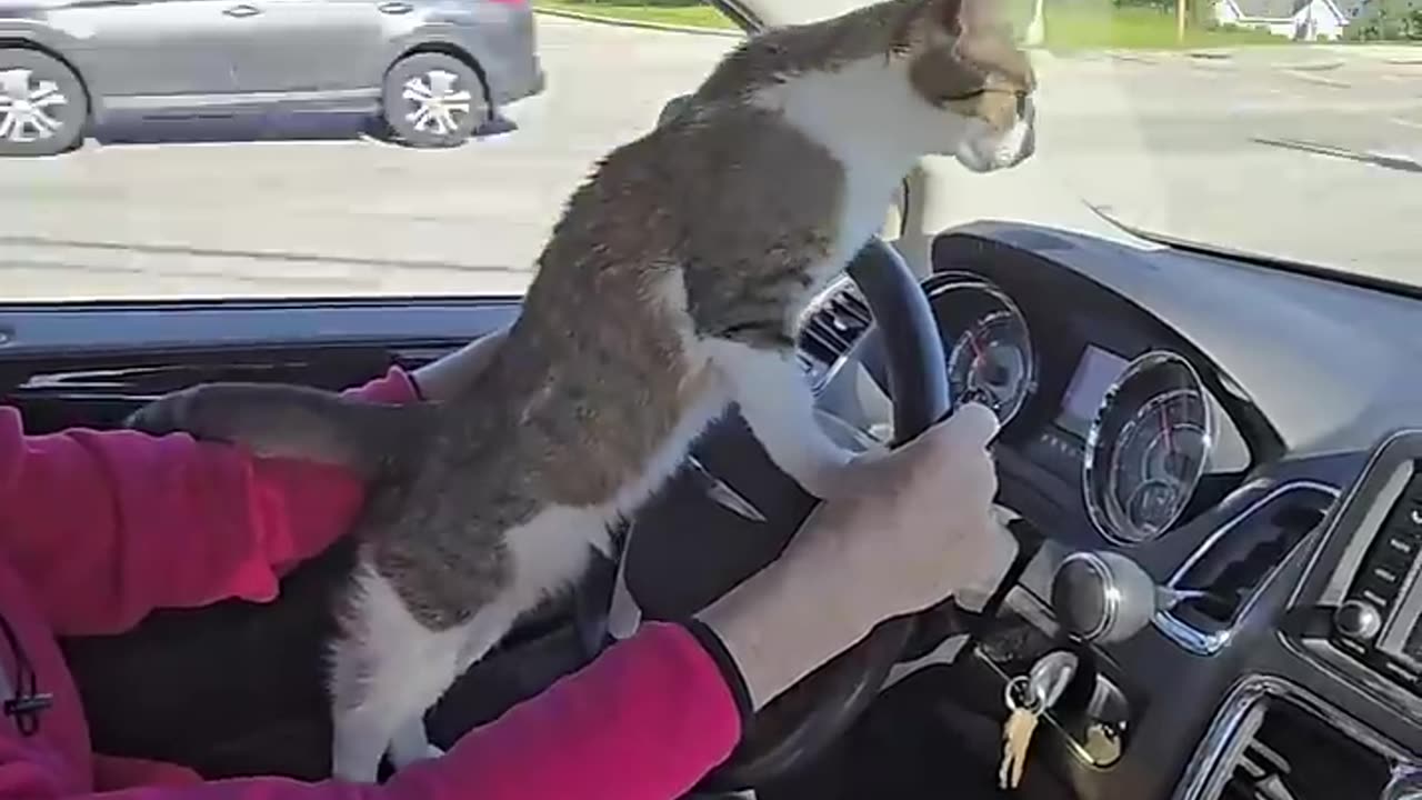 Cat Takes the Wheel! 🚗😹 | Epic Driving Fail!