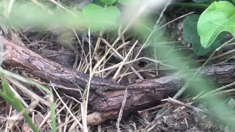 Did you find the little lizard. Super pretending.