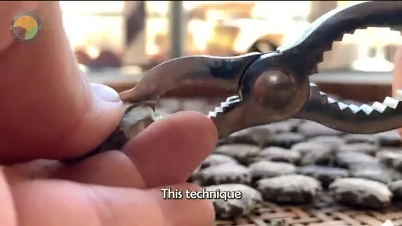 How American Farmers Harvest 2.1 Pounds Of Red Chili Peppers by Machine | Farming Documentary