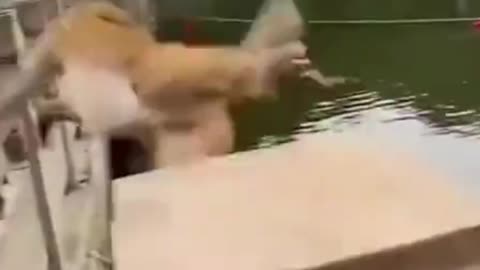 Monkey Funny Video 😂🐒 | Hilarious Monkey Moments That’ll Make You Laugh!