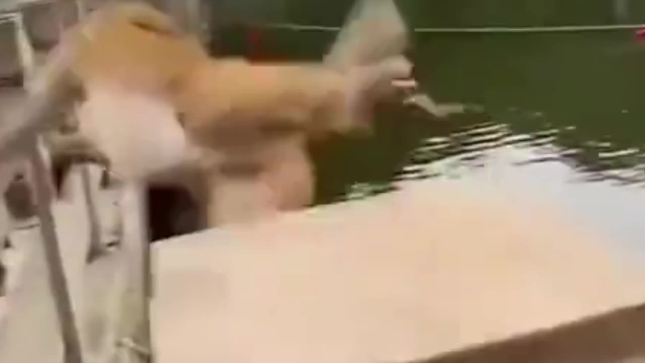 Monkey Funny Video ๐๐ | Hilarious Monkey Moments Thatโll Make You Laugh!