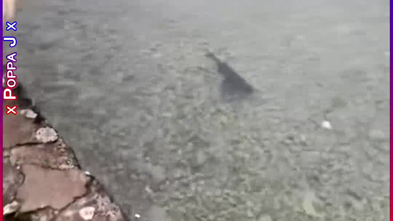 Go for the Gusto 🐟