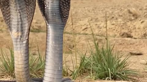 cobra