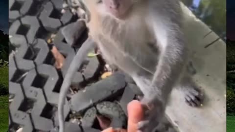#funnyvideosdaily