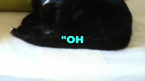 🐈‍⬛My Cat's Reincarnation: A True Story of Love, Loss & Reuniting.