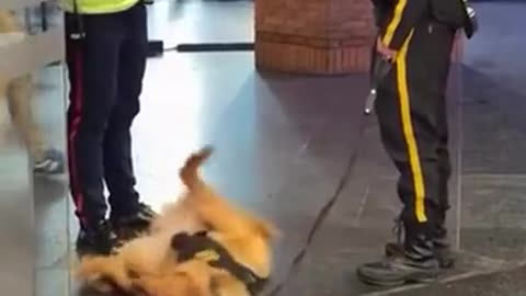 😆🐕 'Just Scouting The Perimeter, Boss!' Hilarious Animal Patrol | FunFM