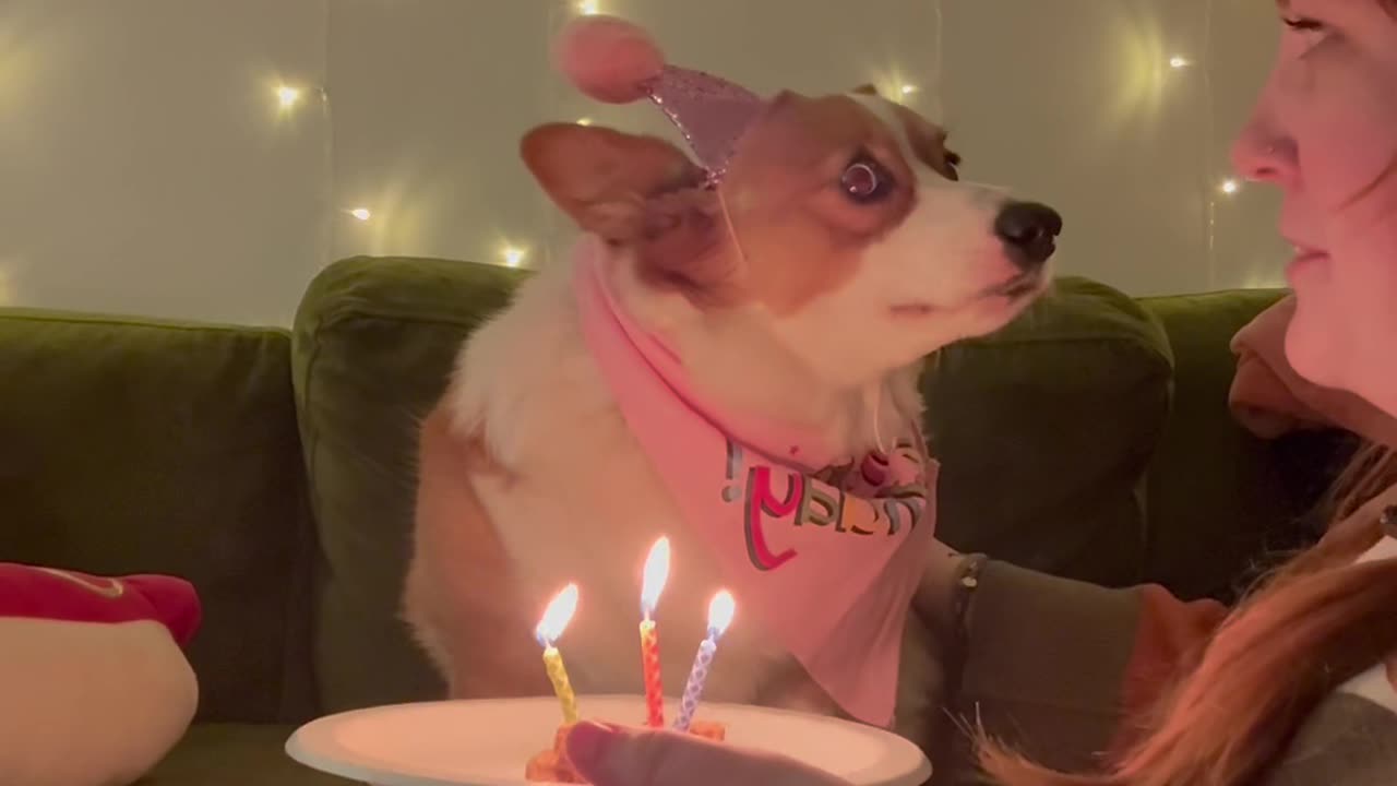 Corgi Doesn't Trust Candles on Birthday Treat