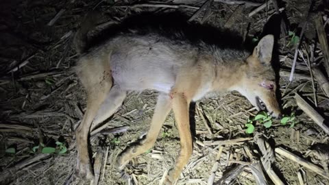 Female 6-16-25 - headshot .300 BO