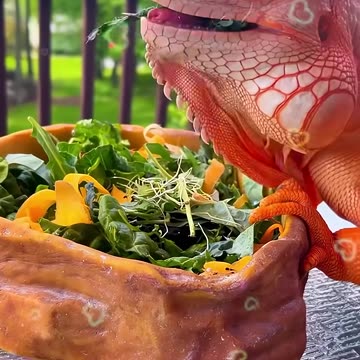 This man rescued a baby iguana from a dog and gave it a loving home