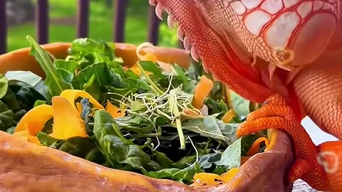 This man rescued a baby iguana from a dog and gave it a loving home