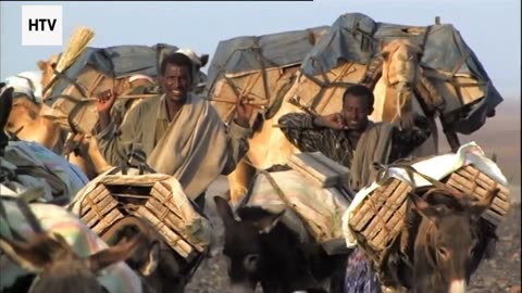 Survival Stories From the Wild