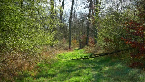 2 minutes of tranquility: Forest Bathing - Birds Singing - Just Peaceful