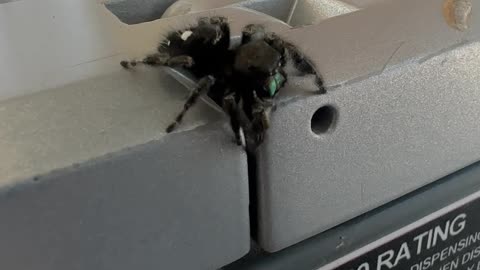 Jumping Spider Scares Me