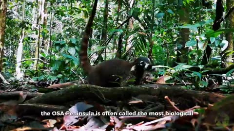 Family Adventures in Costa Rica: Explore the Wild with Sukia Travel
