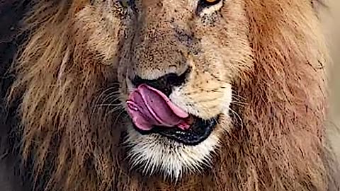 The Real Lion King Scarface