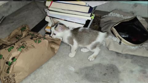 27th July Kitten Vlog Patch Alt