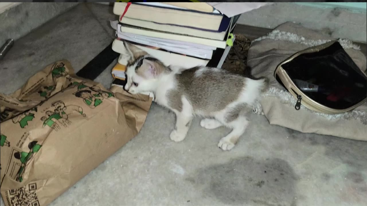 27th July Kitten Vlog Patch Alt