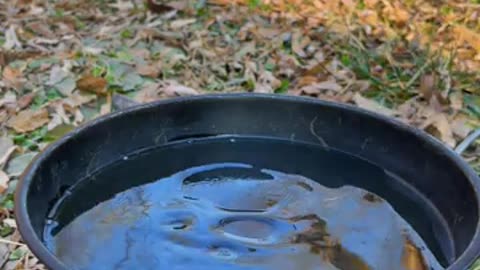 Primitive Cooking: Juicy Chicken Legs Made in the Wild!