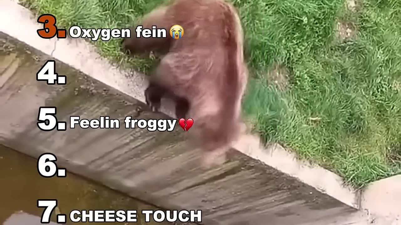 Funny Video. Funny Pets , Laugh