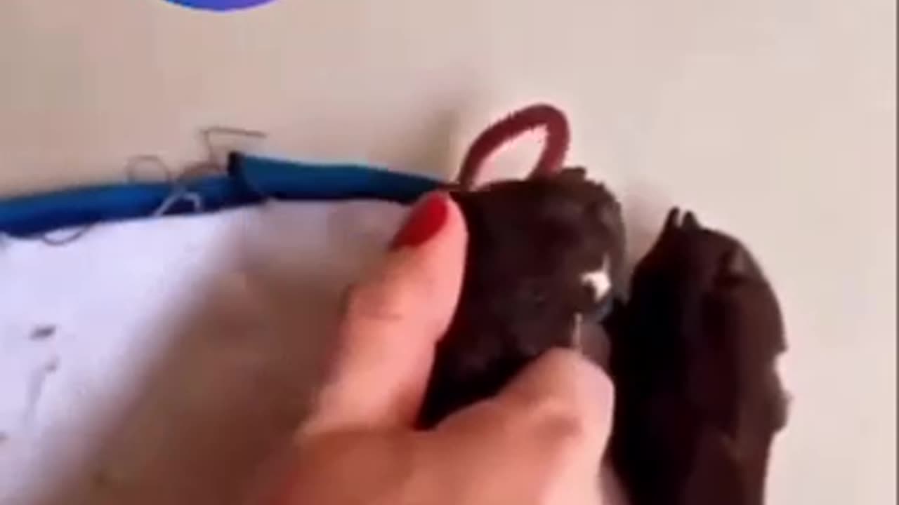 Parasites?