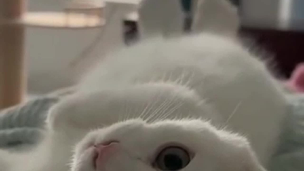 This white cat's reaction will melt your heart
