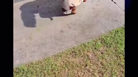 Asi se ponen cuando van pasear