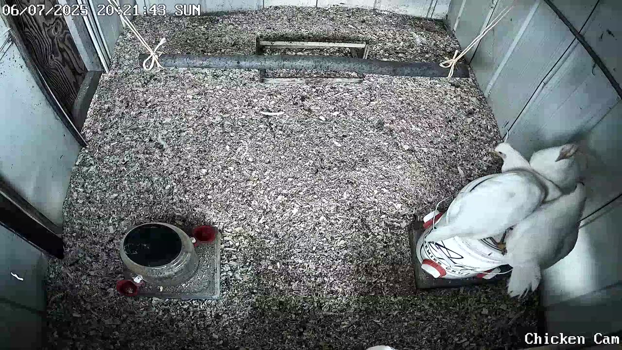 Millar Time Chicken Cam