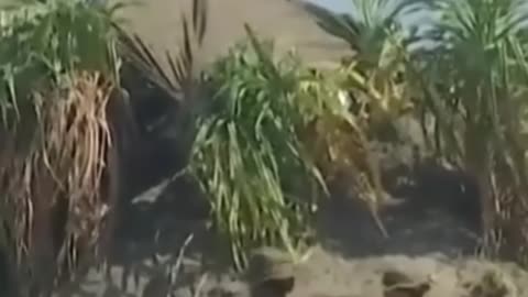 Philippine Air Force in Action! During Balikatan