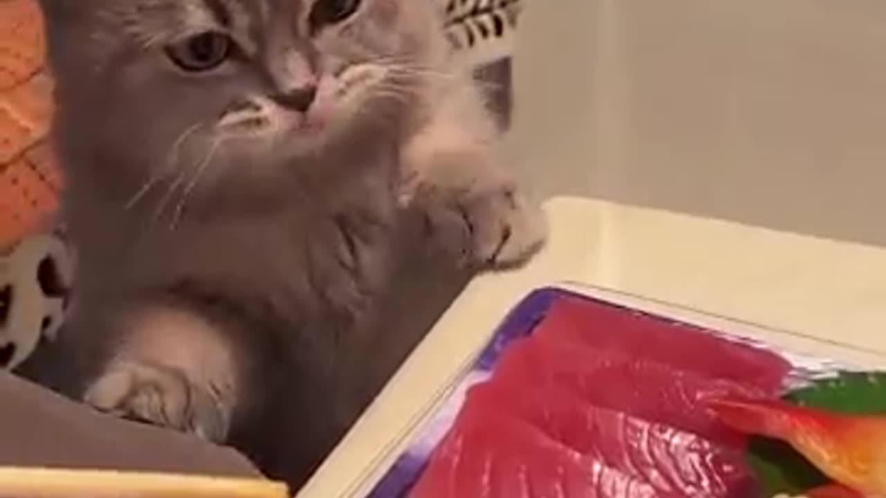 cat is back