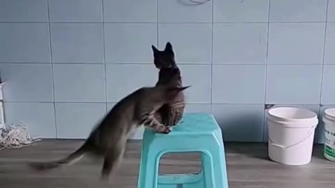 Cats Watching TV