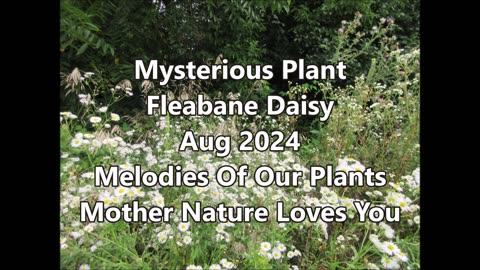 Mysterious Plant Fleabane Daisy Aug 2024