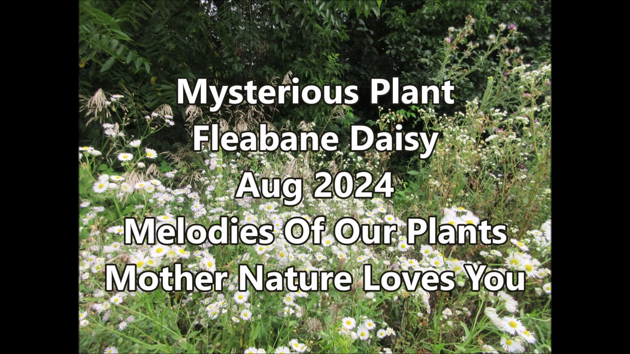 Mysterious Plant Fleabane Daisy Aug 2024
