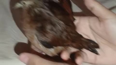 My turtledove lays an egg in the palm of my hand | Incredible and unique moment 🐦🥚