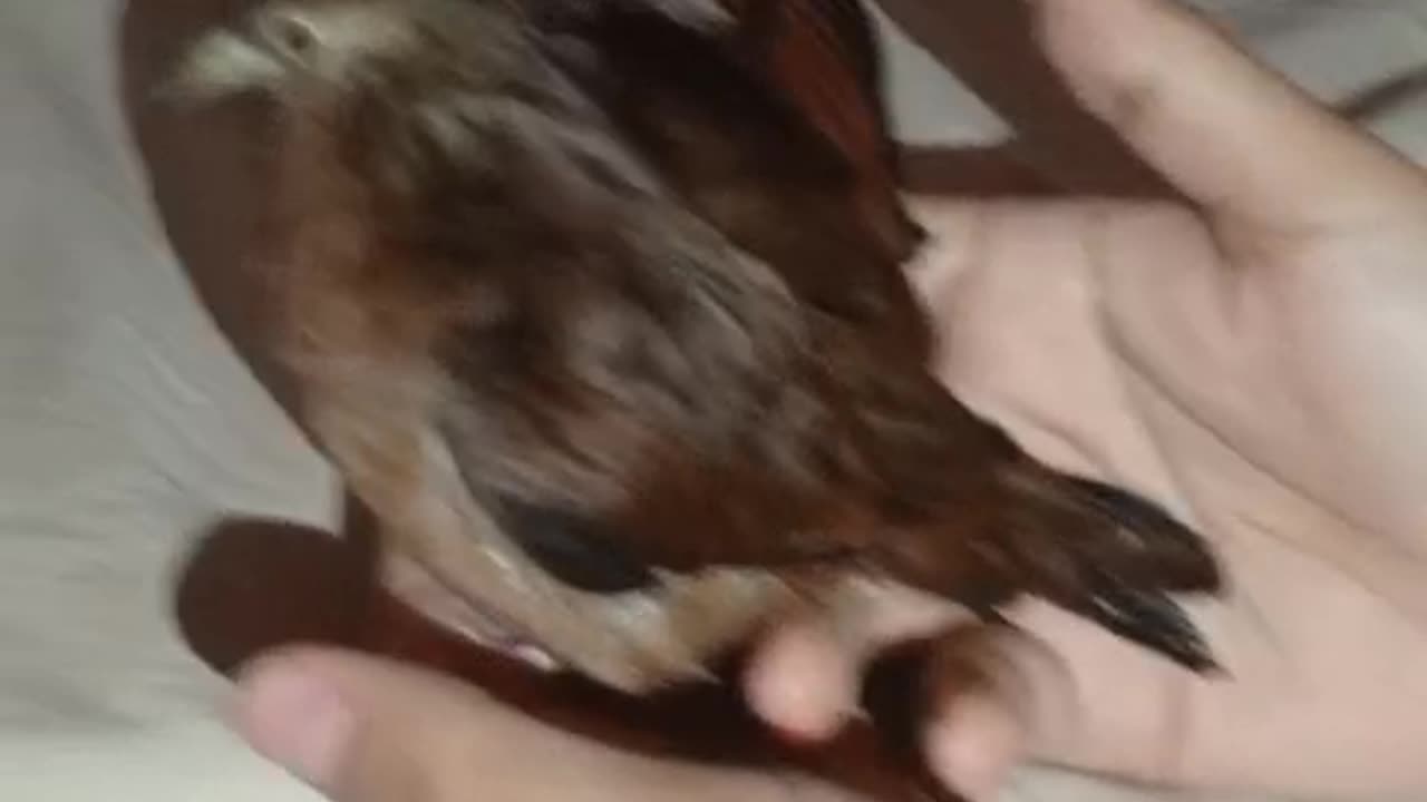 My turtledove lays an egg in the palm of my hand | Incredible and unique moment 🐦🥚