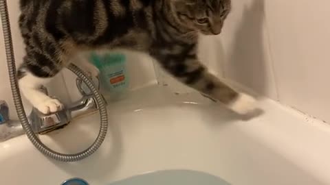 Cat Funny Video
