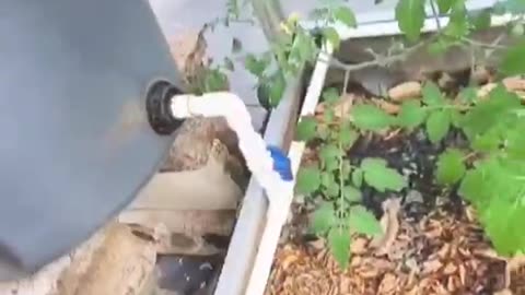 Rain water irrigation setup.