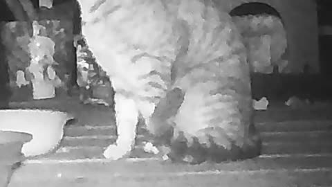 EA S178 - Bathing Bright Eyes