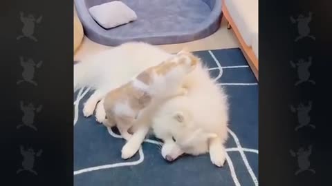 When Cats Can’t Deny Their Love for Dogs 🐱❤️🐶 | Cutest Unlikely Friendships